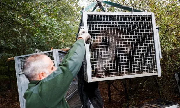 Italy to let hunters loose against ‘invasion’ of wild boars
