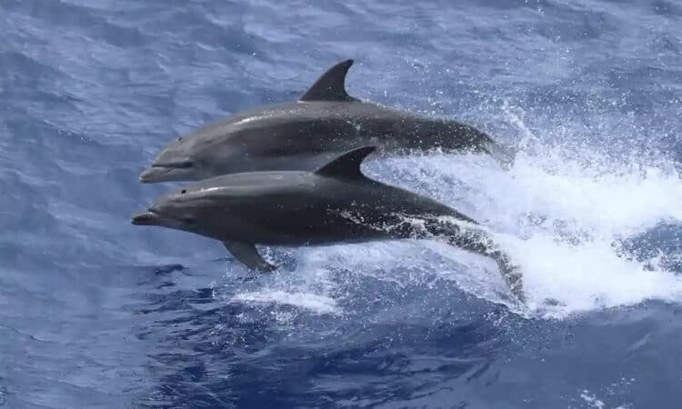 Killing of bottlenose dolphins in Western Australian trawl nets at ‘unsustainable’ levels, study warns