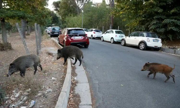 Picnics banned in Rome in effort to combat wild boar incursions