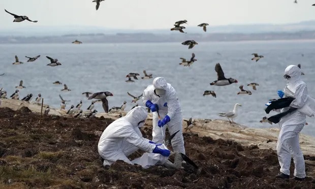 Birdwatch: colonies hit by avian flu on Farne Islands sound warning