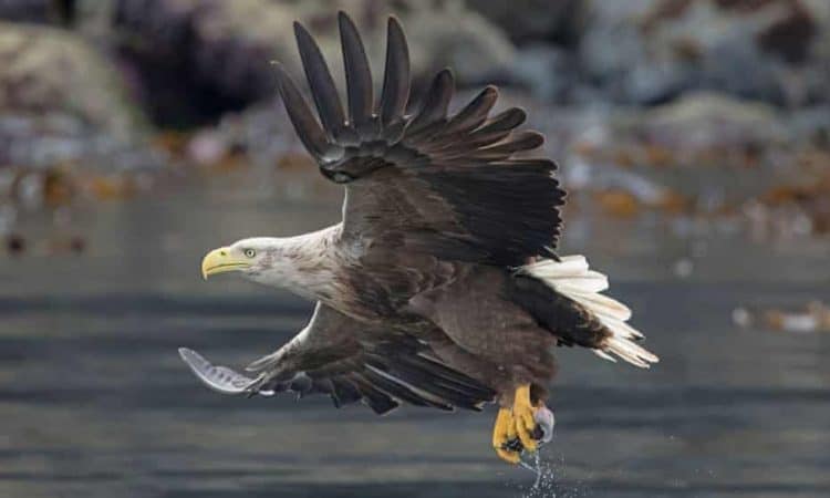 Why are people poisoning Britain's sea eagles when they are such a wonderful sight?