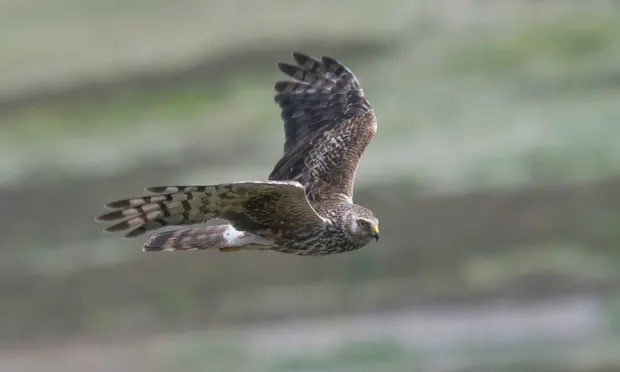 More than 100 hen harriers fledge in England for first time in a century
