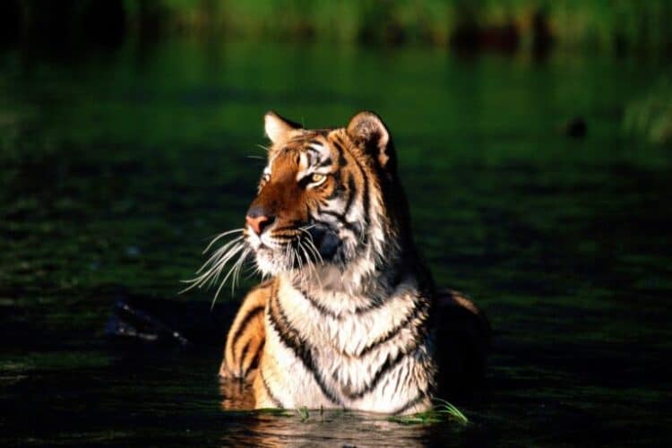 Nepal nearly tripled its tiger population in 12 years. Image by flickrfavorites via Flickr (CC BY 2.0).