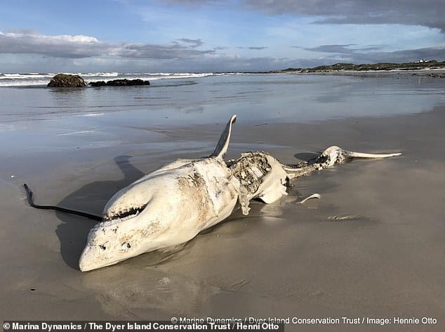 Orcas have killed at least 8 Great White Sharks off the coast of South Africa since 2017 – by ripping open their torsos and devouring their livers
