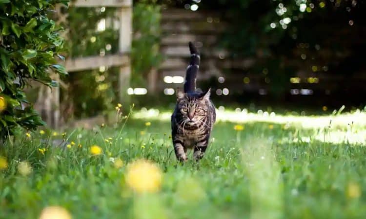 New Zealand’s pet cats are estimated to be responsible for killing at least 1.12 million native birds every year. Photograph: New Zealand Transition/Getty Images