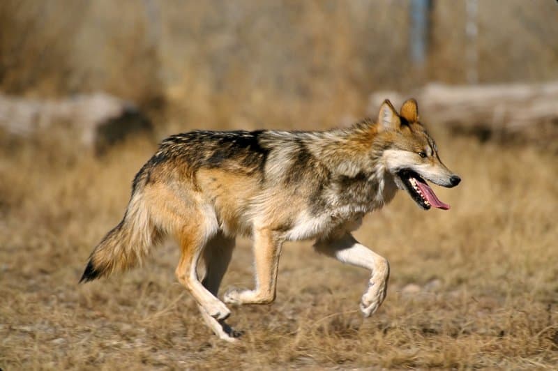 $37,000 Reward Offered for Info on Slain Mexican Wolf in Arizona