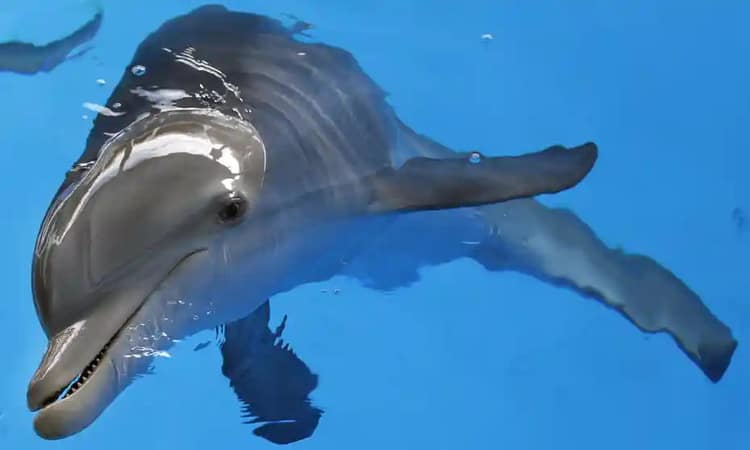 Dolphin’s stabbing death investigated by Florida wildlife officials