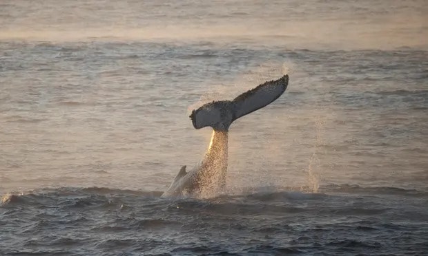 Experts say the Gold Coast will remain a hotspot for whale entanglements while nets remain in place (file image). Photograph: Mike Bowers/The Guardian