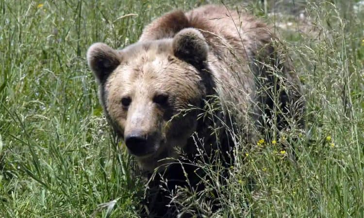 Spanish police guide bear back from city centre to mountains