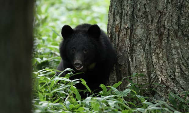 A blurring of borders between the bears’ forest homes and depopulated villages has led to more frequent contact with humans. Photograph: Yoshihiro Sato/The Guardian