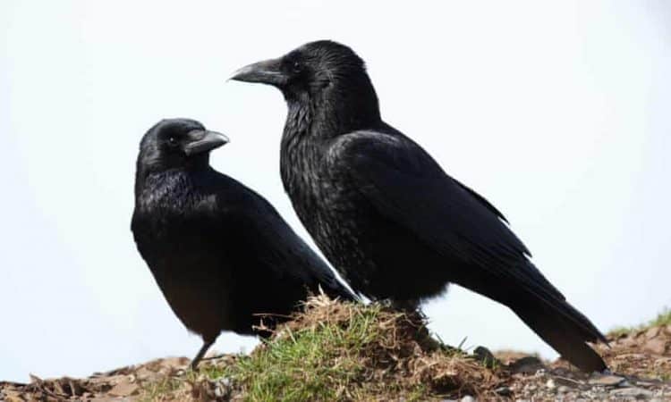 Carrion crows are among the species gamekeepers are allowed to kill, as well as jackdaws, magpies and rooks. Photograph: cadifor/Getty Images/iStockphoto