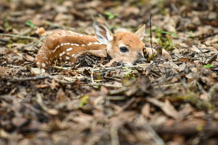 In a remarkable adaptation, a fawn's spotted coat blends in with the dappled pattern of sunlight on the forest floor, helping conceal them from predators. (Photo courtesy of Miri Hardy)