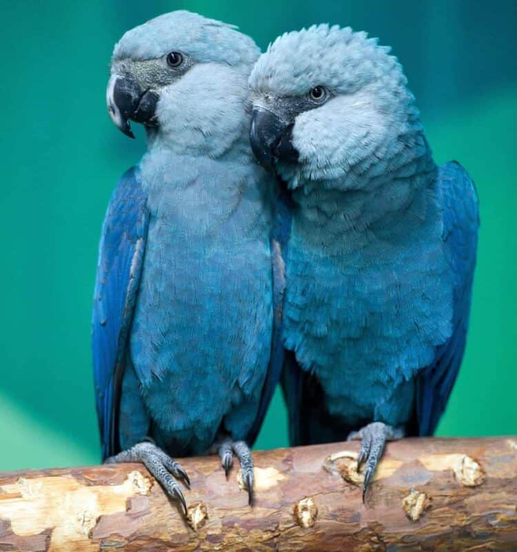 Spix's macaw have made a magnificent comeback in Brazil thanks to an amazing international rescue operation