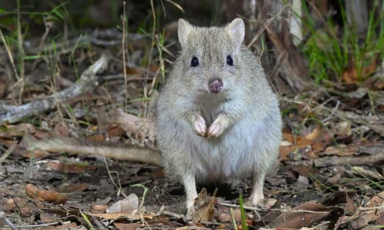 Truffle-eating marsupial on ‘brink of extinction’
