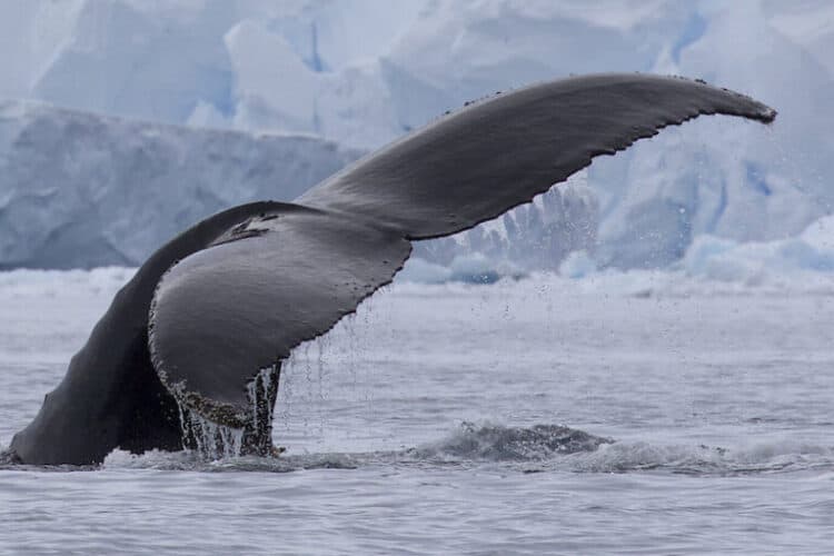 A humpback whale in Antarctica, where the species feeds almost exclusively on krill. Image by Gregory “Slobirdr” Smith via Flickr (CC BY-SA 2.0).