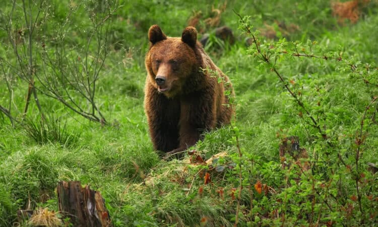 A Eurasian brown bear in the Carpathians. About 110 of the bears are left in Poland. Photograph: Iga Fijalkowska/Greenpeace