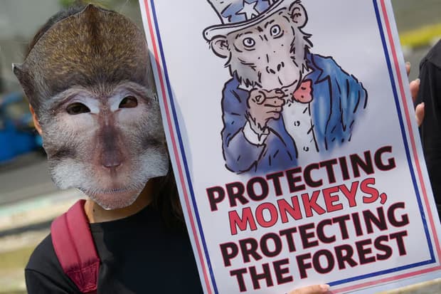 An activist wearing a monkey mask protests against the trafficking of long-tailed macaques, the world’s most heavily traded primate species. Photograph: Bay Ismoyo/AFP/Getty Images