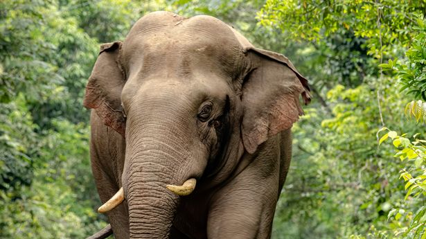 Alarm as 2,500 private owners keep elephants, tigers and lemurs as pets
