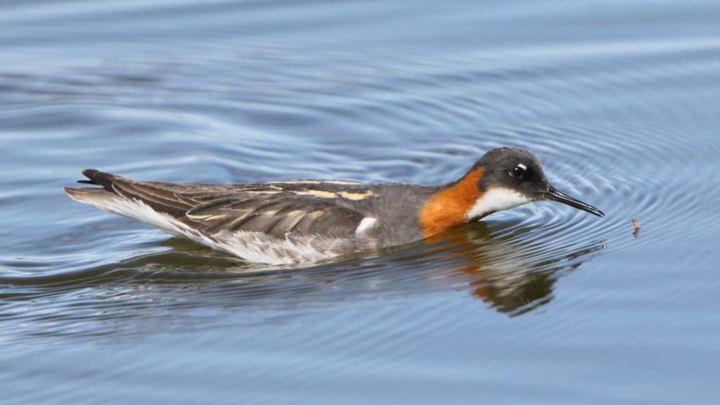 A Tasty Morsel Focusing On Wildlife