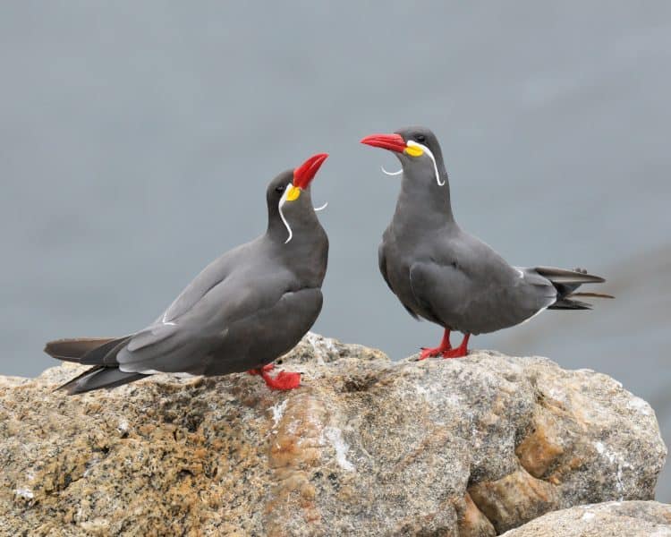 Inca Tern Pair Courting