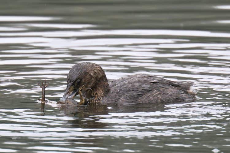 Pied-billed Grebe, Non-breeding, with Frog