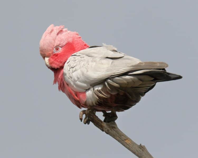 Female Galah in the Squall Before the Storm