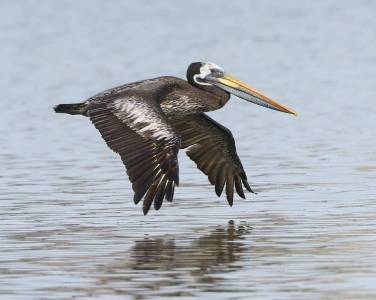 Peruvian Pelican, Non-breeding Adult