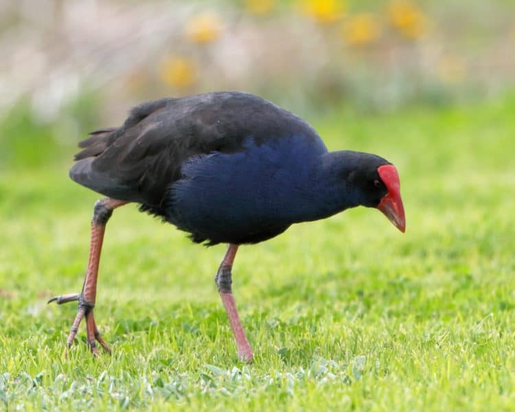 Purple Swamphen