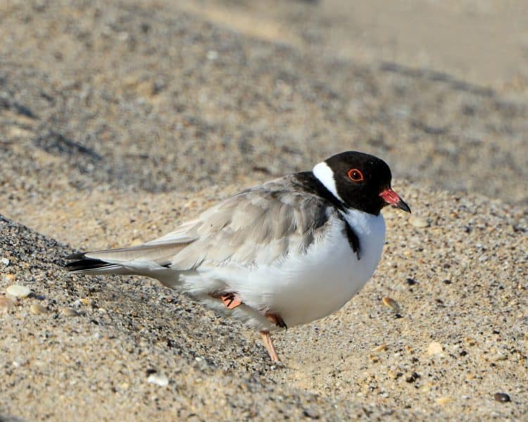 Critically Endangered Adult Hooded Plover