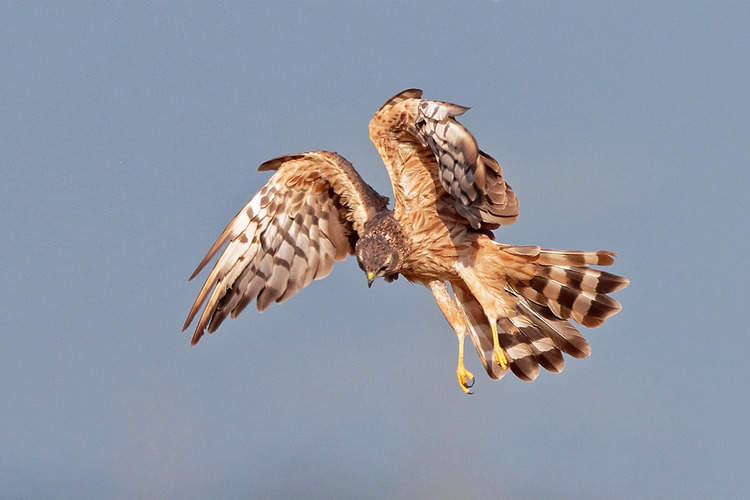 Medium-sized and small raptors like Montagu’s harriers (Circus pygargus) were seen more frequently in protected areas in the 2000s than during surveys in the 1970s, but those gains are tempered by an 85% drop outside of protected areas. Image by Radovan Václav via Flickr (CC BY-NC 2.0).