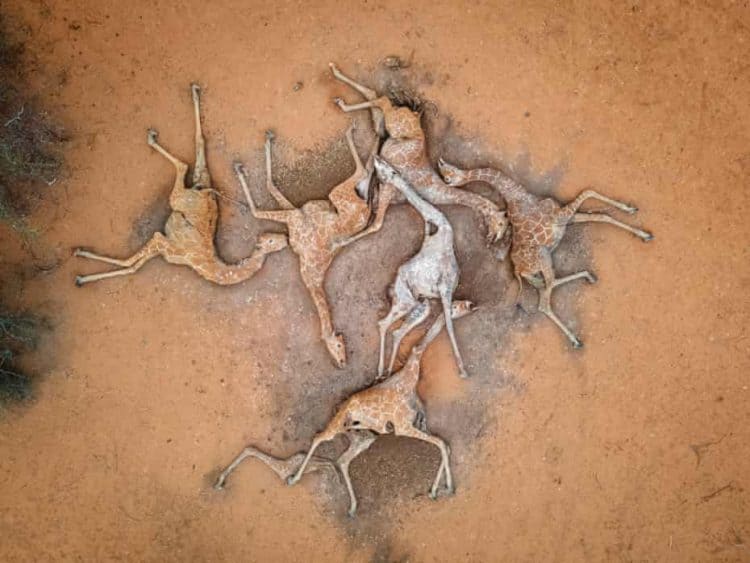 Six dead giraffes: Kenya drought horror captured in single picture