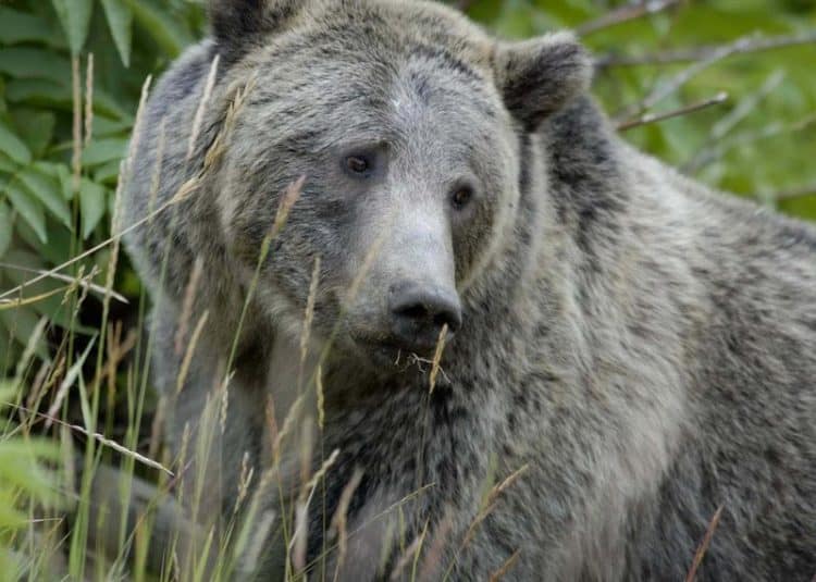 $40,000 Reward Offered Over Illegal Shooting of Mother Grizzly Bear in Idaho