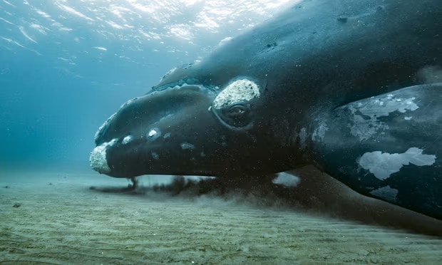 A southern right whale filmed in the shallow waters of Península Valdés, Argentina in a shot from the series. Photograph: BBC Studios