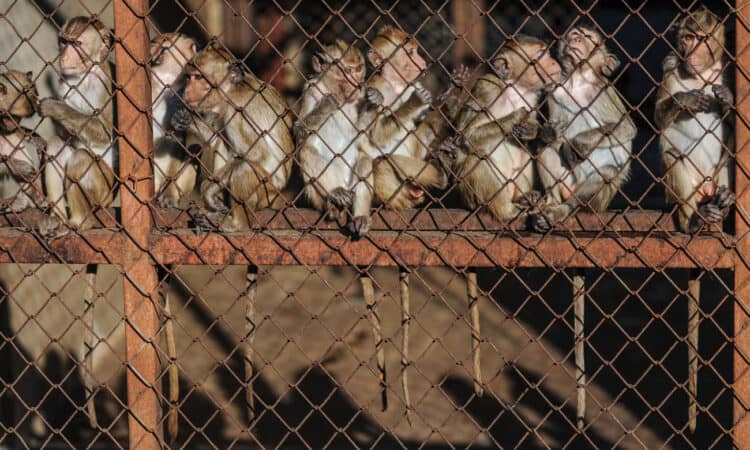 Research published in the journal One Health reveals individual monkeys are being sold for between $20,000 and $24,000. Photograph: Jo-Anne McArthur/We Animals Media