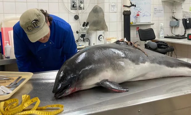 Blood, guts and suspiciously mangled fins: inside a porpoise autopsy