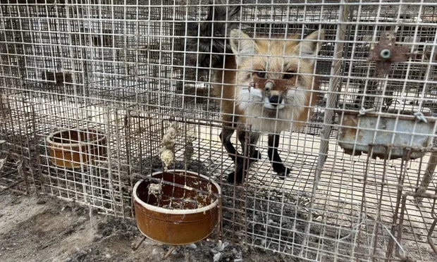 Animal welfare investigators found foxes and other animals kept in cramped and filthy conditions on fur farms in northern China. Photograph: Humane Society International