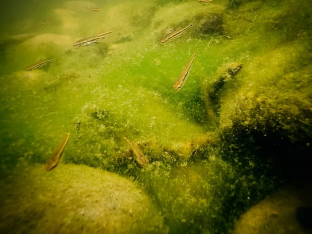 Algae on the bed of the River Wye. Over the last 20 years algal blooms from chicken industry runoff have become an increasing problem, turning the water into a thick pea soup and wiping out river ecology for miles. Photograph: Alexander Turner/The Guardian