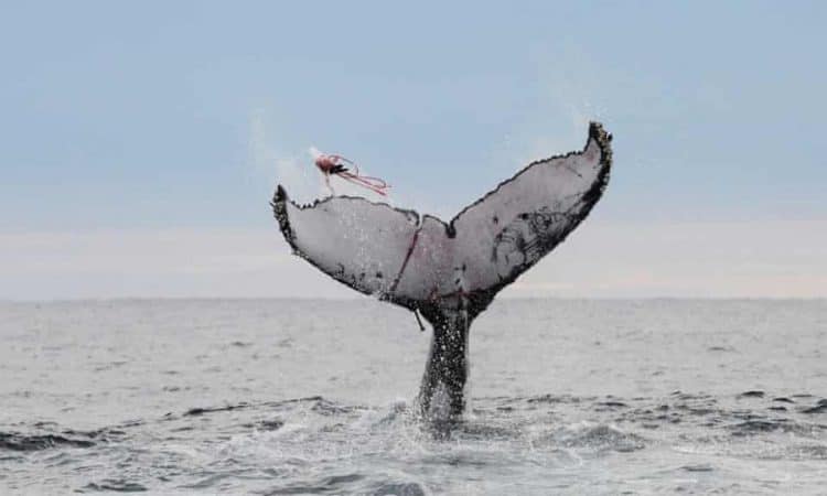 A fishing net caught on the tail of a whale. ‘It’s like a ball and a chain …. a slow death for the animals,’ Wayne Phillips says. Photograph: Todd Burrows.