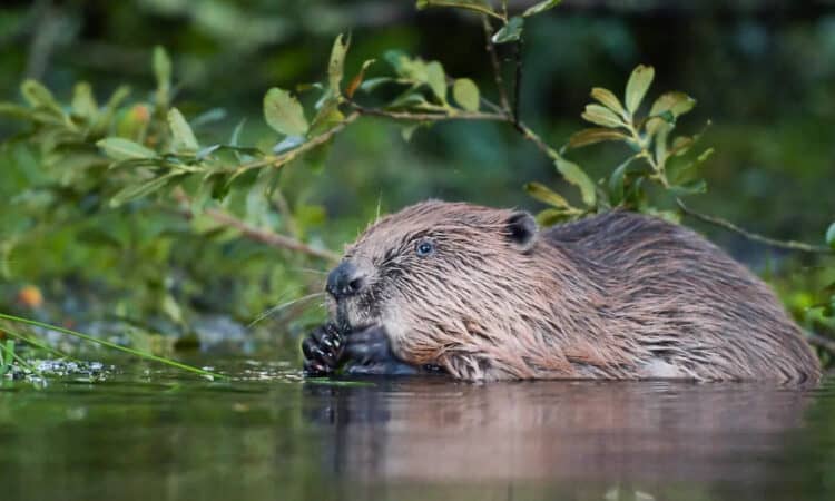 Beavers have been reintroduced into fenced enclosures by dozens of English landowners. Photograph: David Plummer