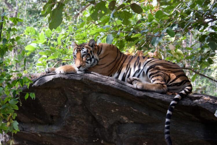 A tiger photographed resting on a rock. Flickr (CC BY-NC-ND 2.0)