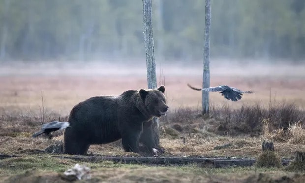 A brown bear chases away crows in a forest in eastern Finland. Photograph: Olivier Morin/AFP/Getty Images