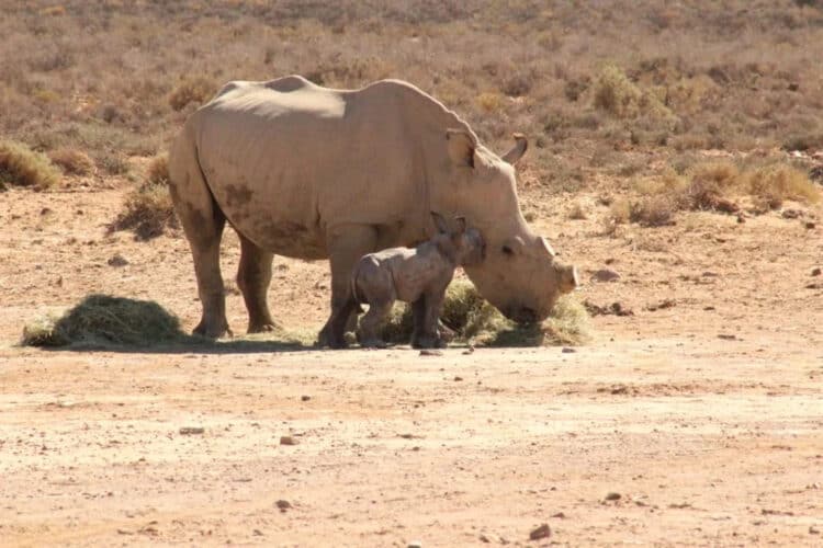 SA breeder to release 100 rhinos back into the wild every year