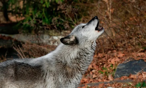 ‘To consider a wolf is to grapple with an animal that conjures both the familiar and the foreign.’ Photograph: Kena Betancur/AFP/Getty Images