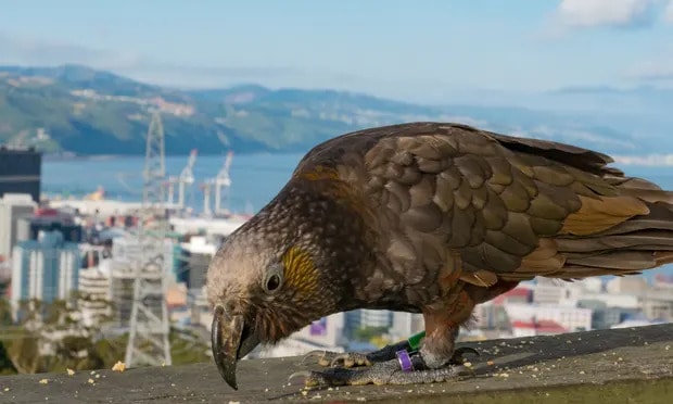 A native New Zealand parrot, the kākā, in Wellington. A new study has found lead in the blood of more than a third of chicks. Photograph: Judi Lapsley Miller