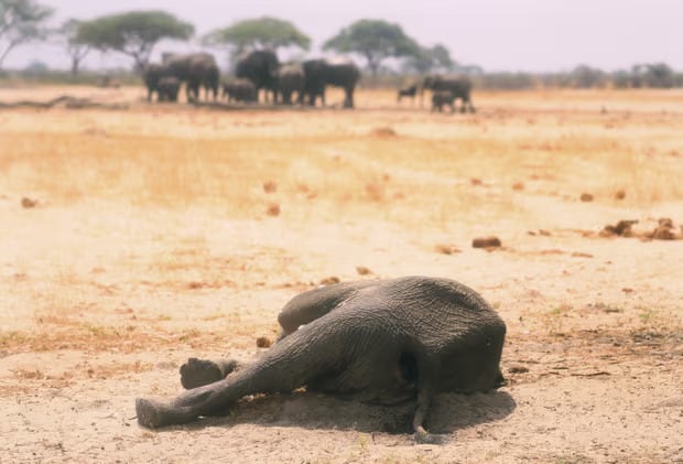 A dead elephant in the Hwange national park, Zimbabwe. Elephants are migrating to neighbouring Botswana in their hunt for water. Photograph: AP