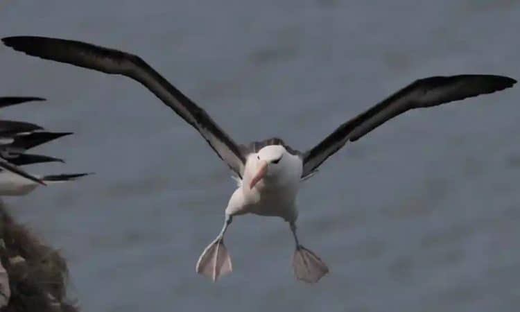 Guess who’s back … Albie the black-browed albatross. Photograph: Phil Palmer/RSPB