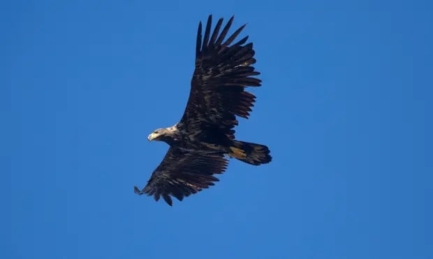 The US is home to about 40,000 golden eagles, which need large areas to survive and are more inclines to clash with humans than bald eagles. Photograph: Murdo MacLeod/The Guardian