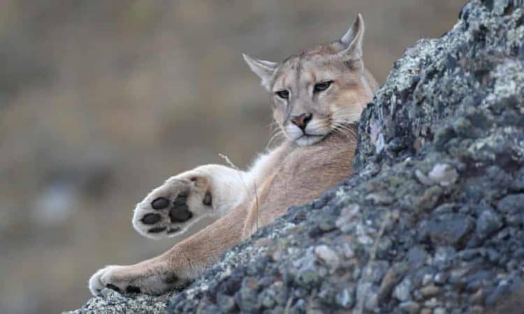 Pumas contribute 1.5m kilograms of meat a day to scavenger communities across North and South America. Photograph: Panthera/Mark Elbroch