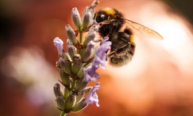 The scientists found that bees showed higher levels of wing asymmetry in hotter and wetter years. Photograph: Christopher Furlong/Getty Images