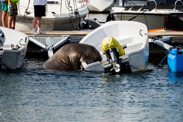 Female walrus charms Norwegians by dozing on boats and occasionally sinking them